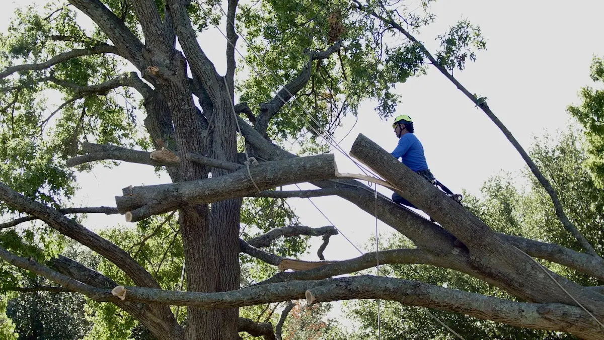 Professional Hazardous Tree Removal performed by certified arborists in Quinby