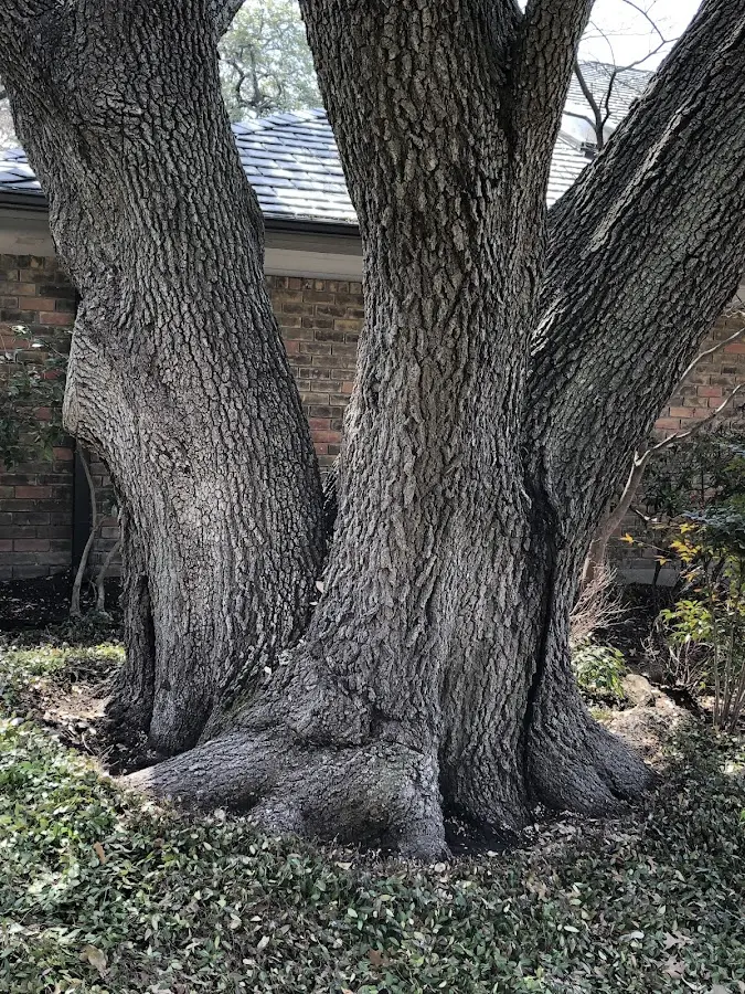 Mature heritage tree close to a Quinby property cared for by certified arborists